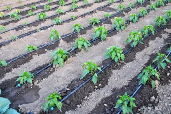 VK Dripshakti Drip Irrigation System